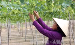 Nông nghiệp công nghệ cao khó phát triển, vì đâu?