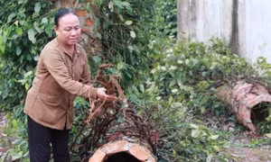 Đắk Lắk khôi phục diện tích hồ tiêu bị ảnh hưởng do mưa bão