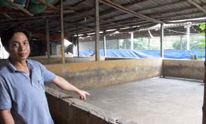 'Giải cứu' thịt lợn và bài học cho nông nghiệp Việt Nam 