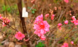 Tiệc xuân ở quê ngoại 