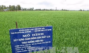 Hiệu quả từ mô hình nhân giống lúa chất lượng cao 