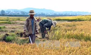 Cà Mau có trên 100 ha lúa vụ 3 trước nguy cơ mất trắng 
