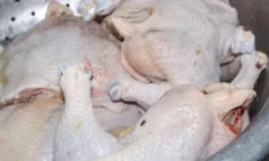 Công ty thực phẩm sạch kinh doanh gần 50kg lườn gà chưa có hồ sơ kiểm soát giết mổ