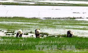 Hàng nghìn ha lúa bị hư hỏng do rét và ngập úng 