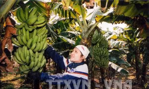 Hưng Yên trồng cây gắn với quy hoạch vùng sản xuất hàng hóa
