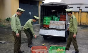 Thu giữ hơn 2.500 con vịt giống nhập lậu từ Trung Quốc