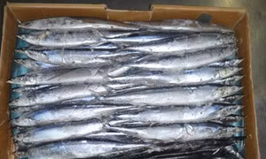 Phát hiện gần 400 kg cá đông lạnh hết hạn sử dụng
