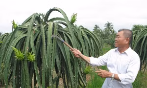 Trồng cây đặc sản kết hợp chăn nuôi đạt hiệu quả cao