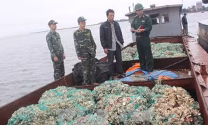 Quảng Ninh bắt giữ, tiêu huỷ gần 6 tấn hàu nhập lậu