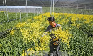Bội thu nhờ trồng lan vũ nữ xuất khẩu 