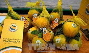 Nghệ An sẽ dán tem truy xuất nguồn gốc cam Vinh 