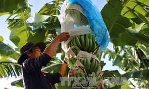 Người trồng chuối lao đao vì thiếu đầu ra 