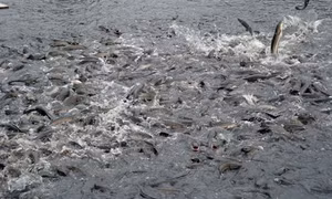 Nông dân Trà Cú thả nuôi gần 57 triệu con cá lóc giống