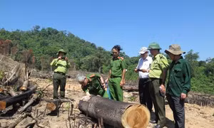 Vụ phá gần 44 ha rừng tại Bình Định: Không thể đổ lỗi cho địa hình phức tạp