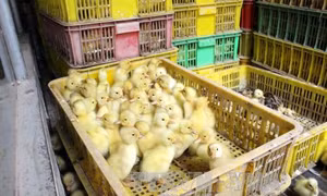 Dịch cúm bùng phát, vẫn ngang nhiên buôn bán gà vịt lậu