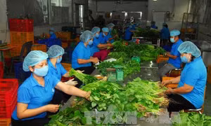 Điều lệ Liên minh Hợp tác xã Việt Nam