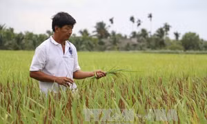 'Kiện tướng' lai chọn giống lúa 