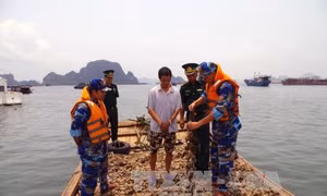 Quảng Ninh tiêu hủy 9 tấn hàu giống không rõ nguồn gốc 