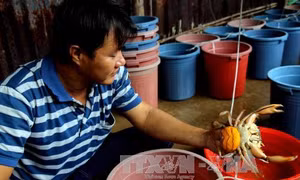 Giàu từ nghề ương nuôi cua giống 