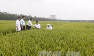 Tìm phương thức ưu việt về tích tụ ruộng đất - Bài 3: Muôn hình muôn vẻ