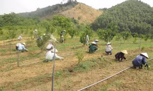 Thoát nghèo nhờ mô hình trang trại tổng hợp