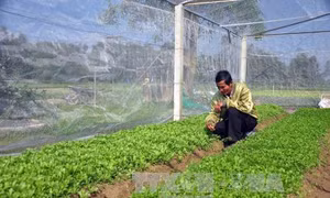 Lãi suất cho nông nghiệp công nghệ cao có thể dưới 7%/năm
