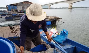 Cá bớp nuôi chết hàng loạt tại đảo Hòn Chuối 