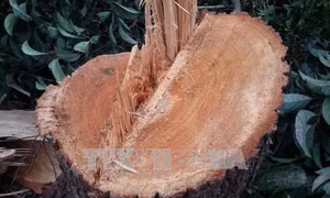 UBND tỉnh Đắk Lắk chỉ đạo xử lý nghiêm vụ phá rừng trái phép ở huyện Ea H’leo