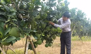 Xóa đồi trọc để phát triển kinh tế 