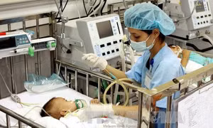 TP Hồ Chí Minh: Viêm não Nhật Bản vào mùa, bệnh nhân nhi tăng đột biến