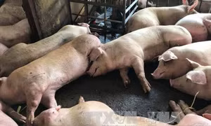 TP Hồ Chí Minh
