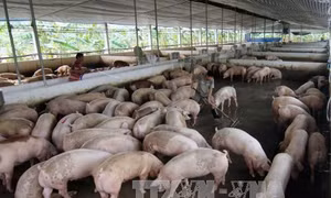 Quảng Ninh khẩn cấp tìm biện pháp tiêu thụ lợn thịt