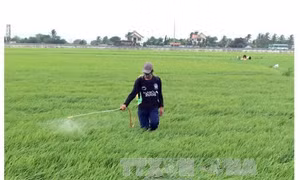 Hiến kế cải tạo đất lúa ở An Giang