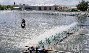 Cấp phát 90 tấn Chlorine hỗ trợ ngừa dịch bệnh cho tôm 