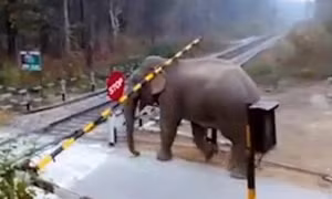 Voi ung dung nâng rào chắn vượt qua đường ray