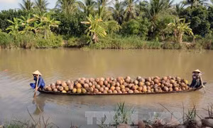 Giá dừa khô ở Trà Vinh tăng 30.000 đồng/chục
