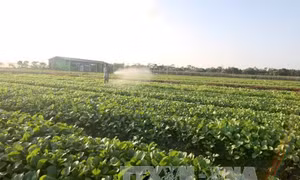 Tập trung tích tụ đất đai để hấp dẫn nhà đầu tư