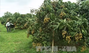 Nhãn là cây chủ lực của huyện Châu Thành (Đồng Tháp) 