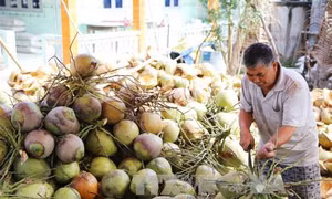 Phát triển vùng chuyên canh, tăng giá trị cho sản phẩm dừa