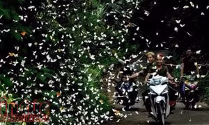 Ngỡ ngàng mùa bướm ở rừng Cúc Phương