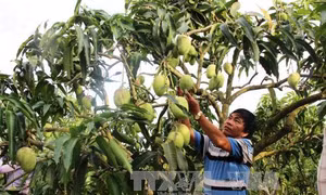 Trồng xoài tứ quý mang lại thu nhập cao 