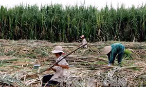 Nhà máy Đường Khánh Hòa tăng giá và cam kết thu mua hết mía