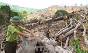 Thủ tướng Chính phủ yêu cầu làm rõ vụ phá rừng tại Bình Định