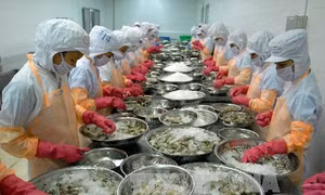 Nuôi tôm ứng dụng công nghệ cao - Bài 1: Xây dựng vùng nguyên liệu tôm