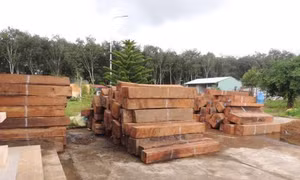Cất giữ và vận chuyển trái phép hàng chục cây gỗ Giáng Hương
