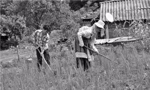 Chọn cây trồng hiệu quả trên đất dốc 