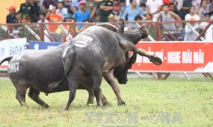 Yêu cầu Hải Phòng không bán vé Lễ hội Chọi trâu Đồ Sơn
