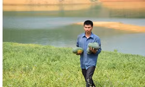 Mai An Tiêm của hồ Thác