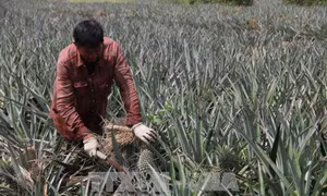 Đánh thức tiềm năng vùng Đồng Tháp Mười - Bài 1: Chuyên canh nơi vùng lũ 