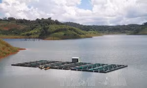 Doanh nghiệp chặn sông Krông Bông nuôi cá tầm trái phép 